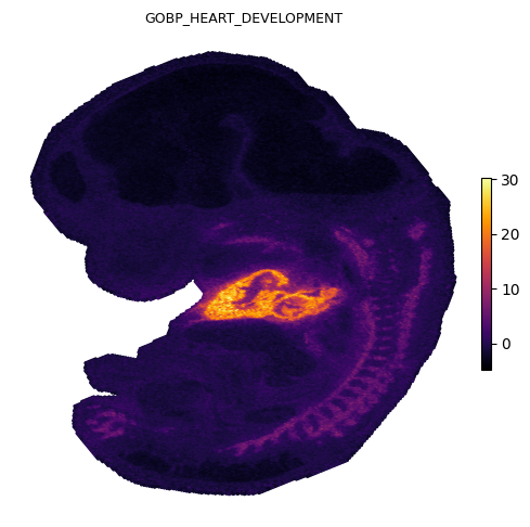 _images/gesso_demo_stereoseq_17_0.png