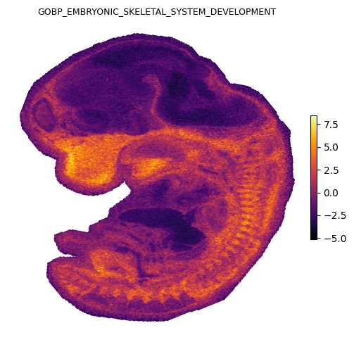 _images/gesso_demo_stereoseq_17_2.png